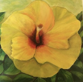 Hibiscus